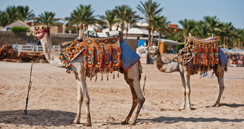 Kahire ve İskenderiye Turu - Pegasus Havayolları ile - 2 Gece 4 Gün - Kişi Başı 200 USD'lik Ekstra Tur Dahil