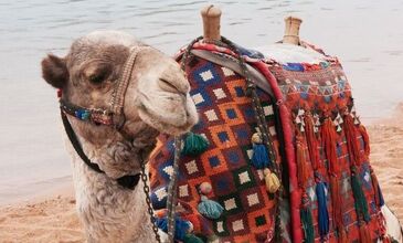 İzmir Hareketli Baştan Başa Mısır Turu - Kahire (Luksor) - Hurghada - Sharm el Sheikh - Pegasus Havayolları ile - 7 Gece 8 Gün - Hurghada ve Sharm’da Her Şey Dahil Konaklama