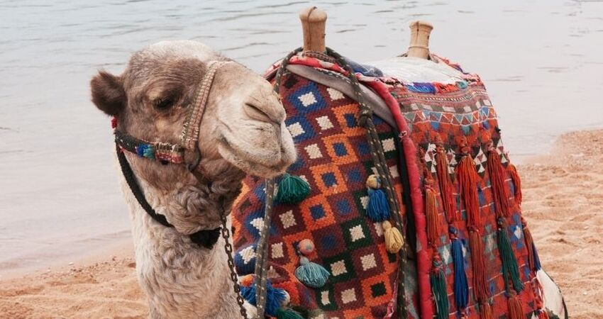 İzmir Hareketli Baştan Başa Mısır Turu - Kahire (Luksor) - Hurghada - Sharm el Sheikh - Pegasus Havayolları ile - 7 Gece 8 Gün - Hurghada ve Sharm’da Her Şey Dahil Konaklama