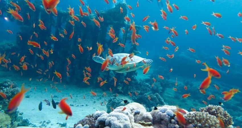 İzmir Hareketli Baştan Başa Mısır Turu - Kahire (Luksor) - Hurghada - Sharm el Sheikh - Pegasus Havayolları ile - 7 Gece 8 Gün - Hurghada ve Sharm’da Her Şey Dahil Konaklama