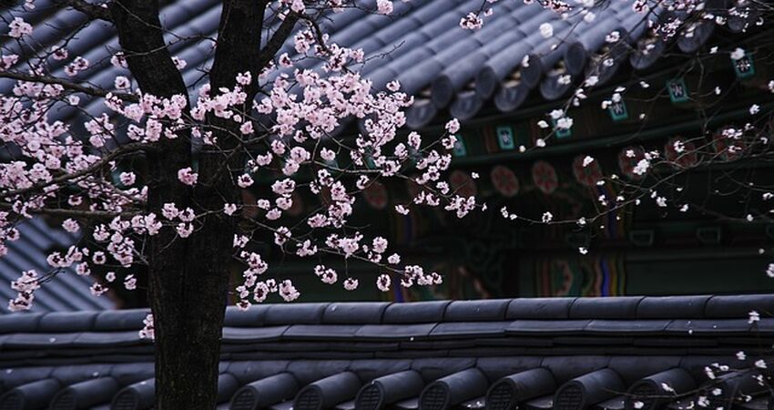 Elegant Güney Kore & Japonya Turu - Türk Havayolları ile - 9 Gece 10 Gün