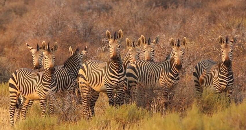 Elegant Güney Afrika Turu - Türk Havayolları ile - 7 Gece 9 Gün