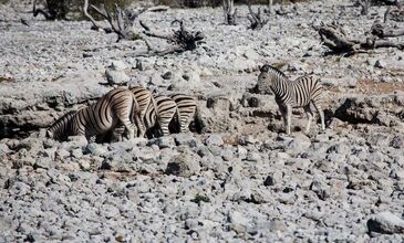 Elegant Güney Afrika Turu - Türk Havayolları ile - 7 Gece 9 Gün