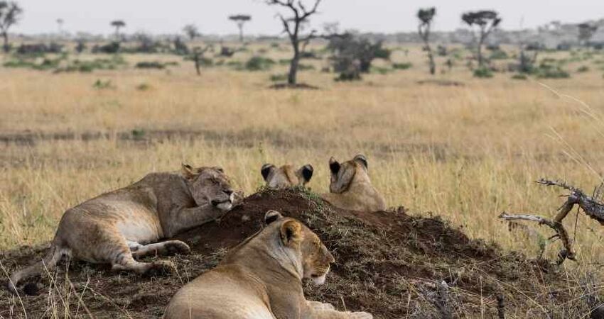 Elegant Güney Afrika Turu - Türk Havayolları ile - 7 Gece 9 Gün