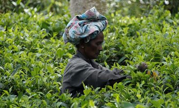 Elegant Sri Lanka Turu - Air Arabia Havayolları ile - 5 Gece 7 Gün