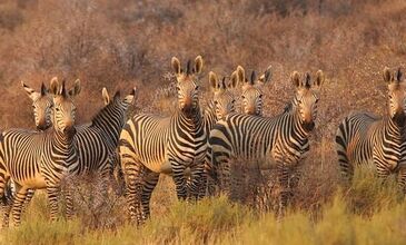 Elegant Güney Afrika Turu - Türk Havayolları ile - 7 Gece 9 Gün