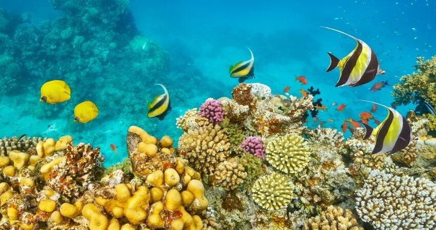 Sharm el Sheihk ve Kahire Turu - AJet Havayolları ile - 6 Gece 8 Gün